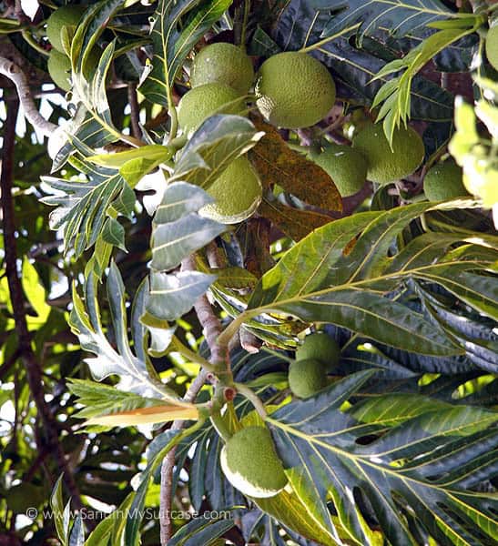 Breadfruit is one of the "canoe plants" early Polynesians brought to Kauai