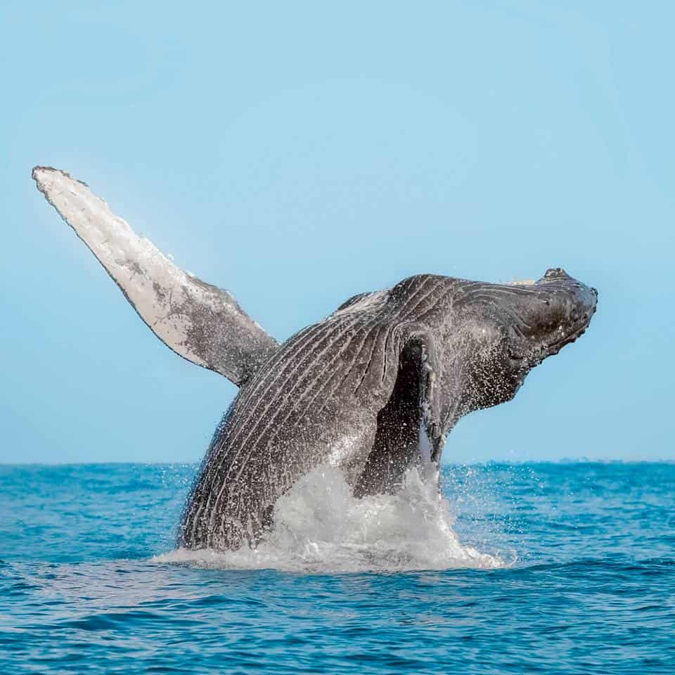 Whale watching in Cabo San Lucas