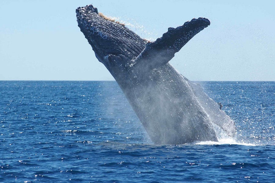 whale watching in Cabo San Lucas