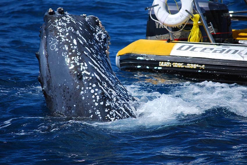 Whale watching in Los Cabos