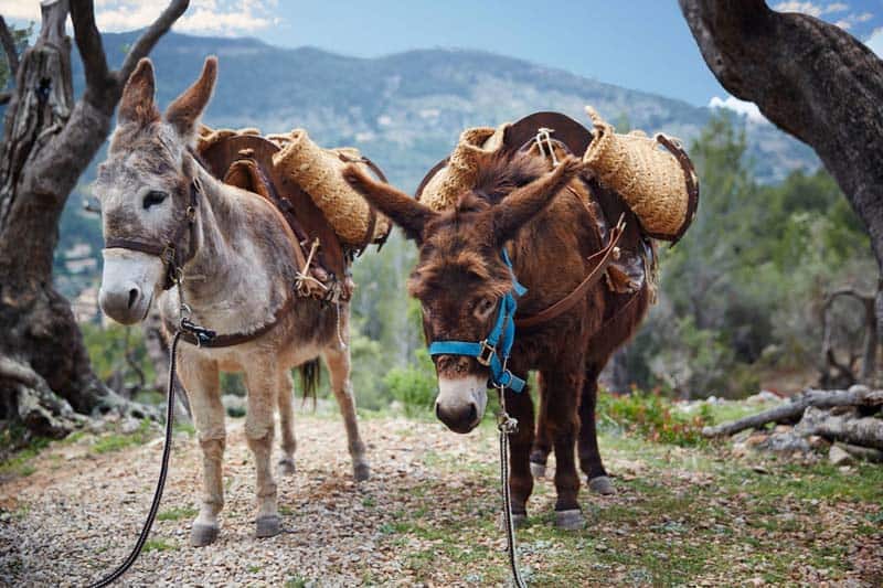 parhaat hotellit Mallorcalla? Belmond La Residencia