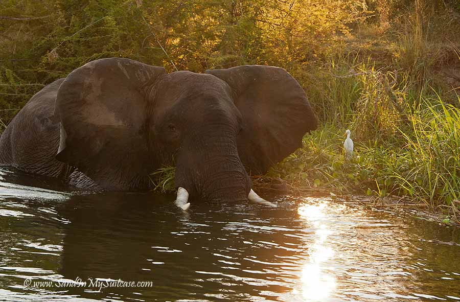 Zambia - elephant