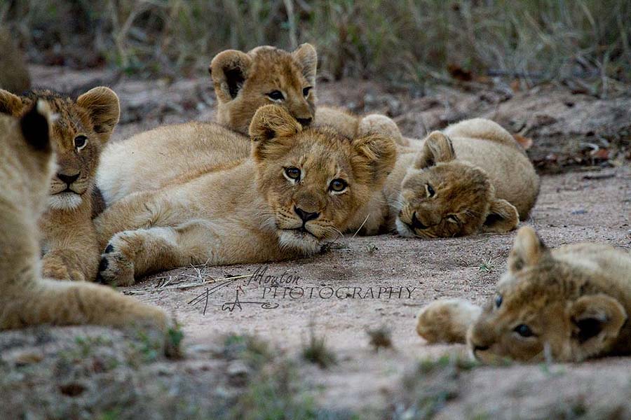 Aren't these lion cubs adorable? photo Pierre Mouton