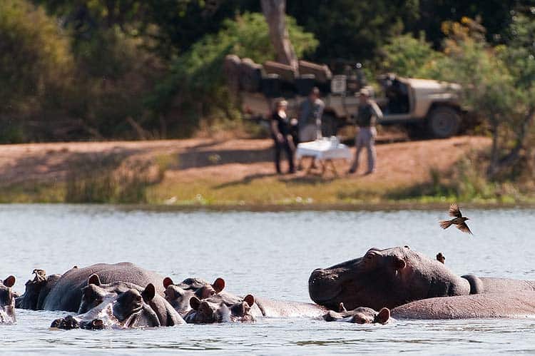 canoeing the Zambezi - hippos