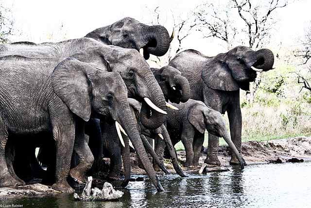 Convenient flights within South Africa get you to prime game viewing spots - credit Liam Rainier