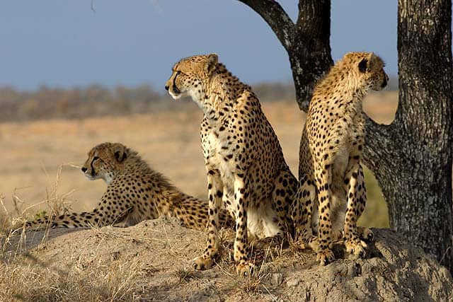 A group of cheetahs in Sabi Sand Game Reserve - credit James Temple