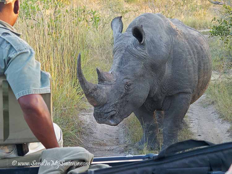 lions on safari - rhino