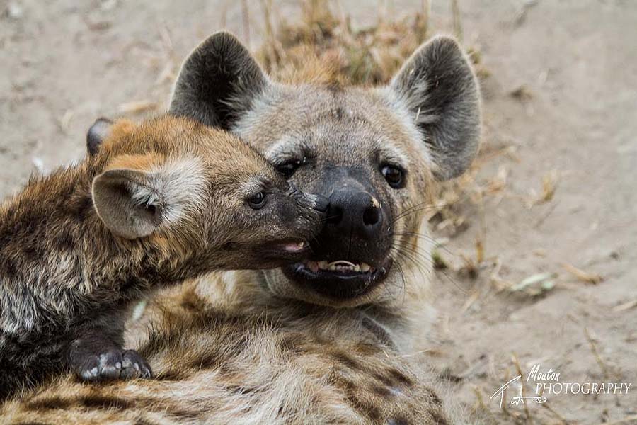 Hyena pup - photo Pierre Mouton