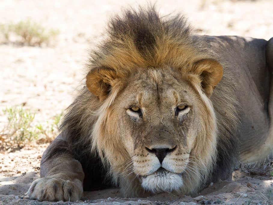 A Big 5 safari in Sabi Sands (+ other Africa Big 5 safaris)