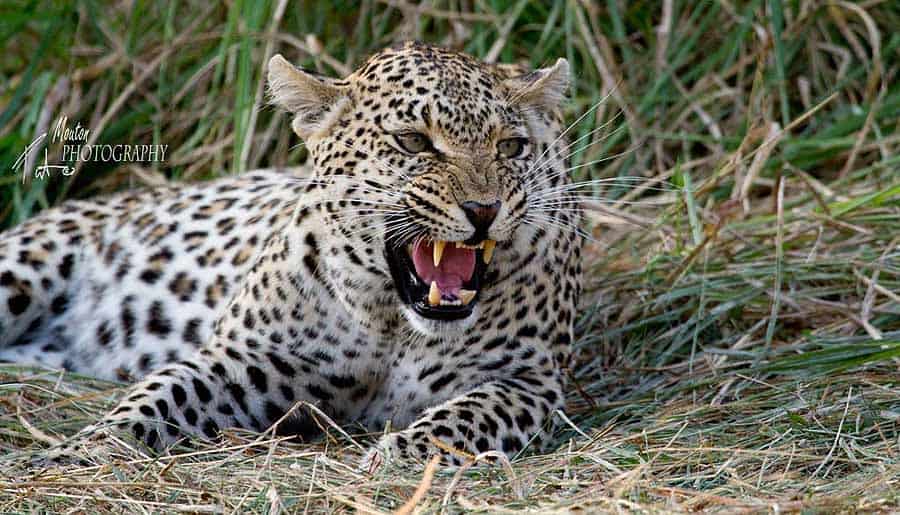 Leopards are commonly seen at Simbambili Game Lodge - photo Pierre Mouton