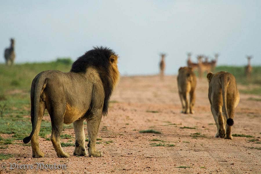 lions on safari