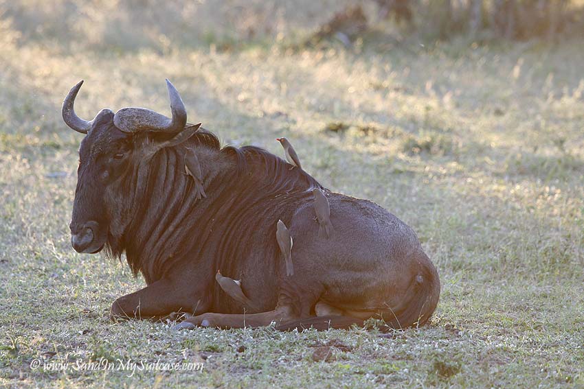 lions on safari - wildebeest