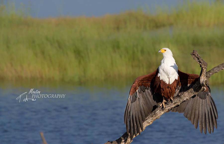 Birdlife