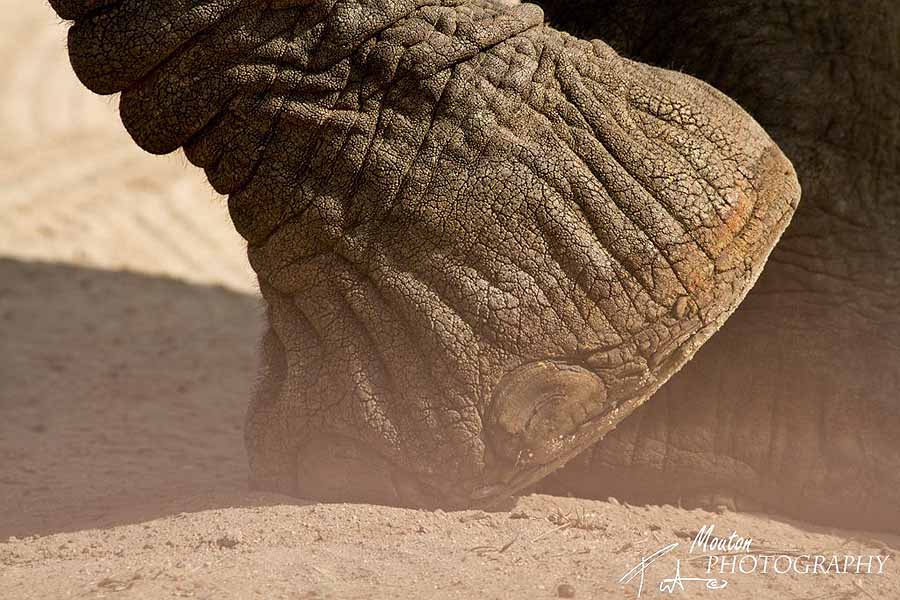 an elephant never forgets - photo Pierre Mouton