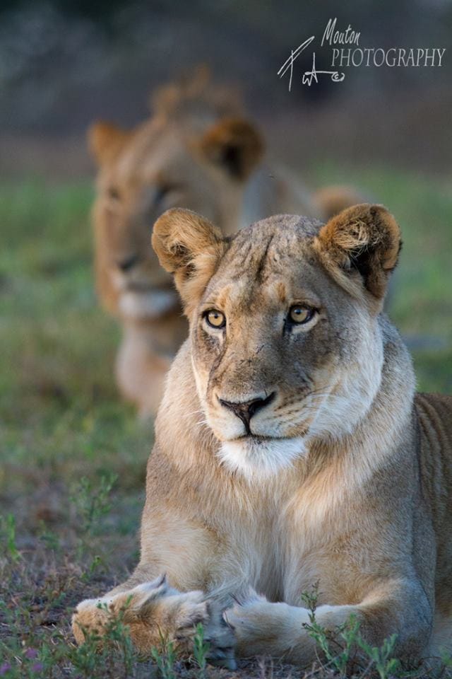 Lioness