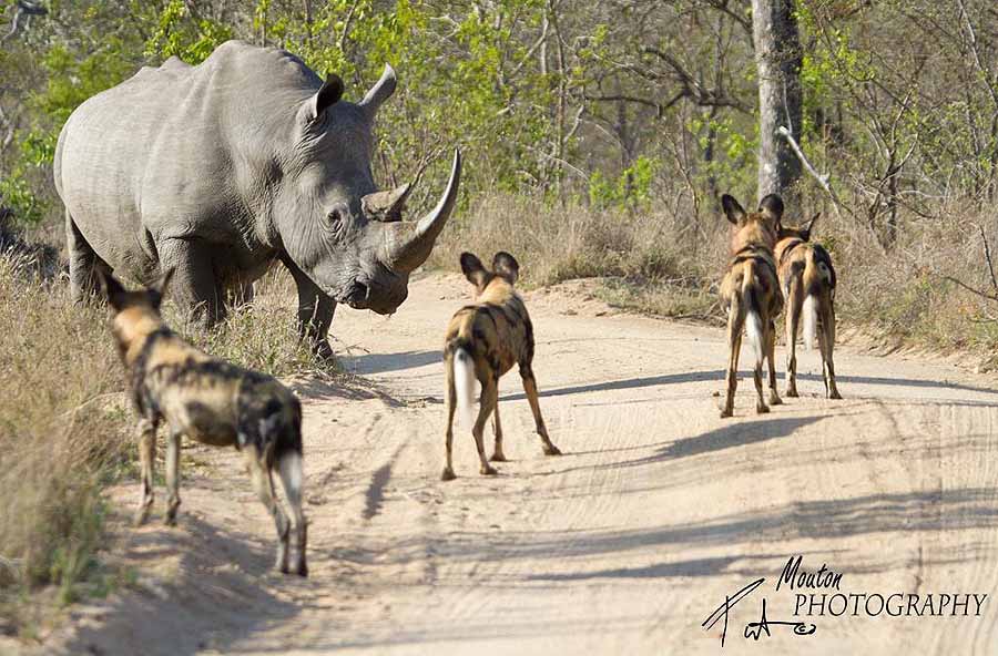 Rhino and wild dog