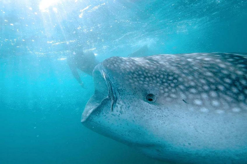 Swim With Whale Sharks in La Paz (Best 2024 Tours!)