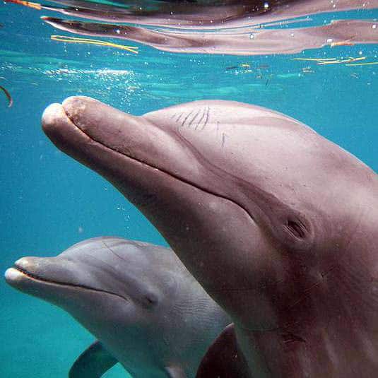 Dolphins - Dolphin Discovery Los Cabos