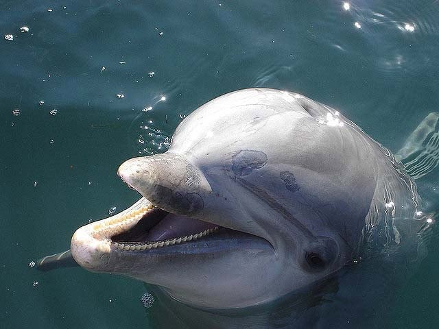 Dolphin smile