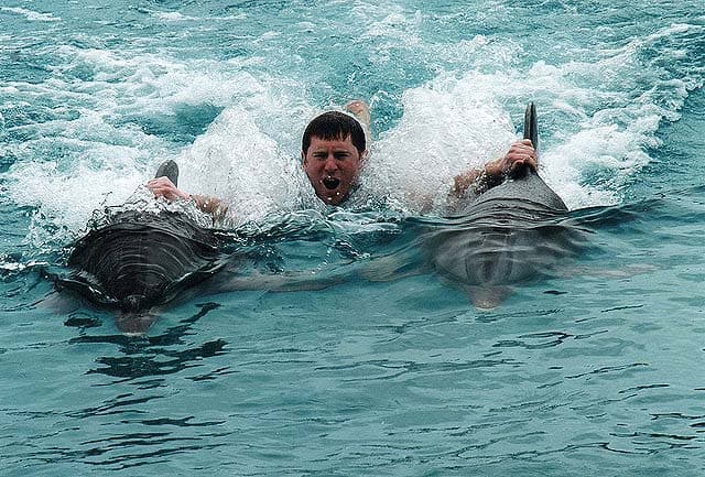 Dolphin Discovery - dorsal tow