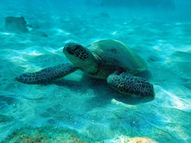 small ship cruises around Hawaiian islands