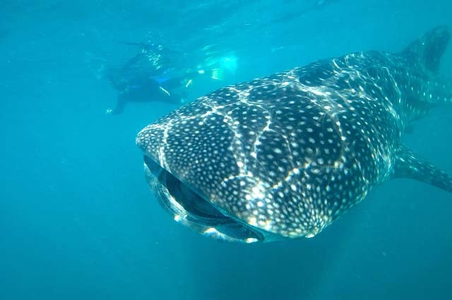 Why visit Los Cabos - swim with whale sharks