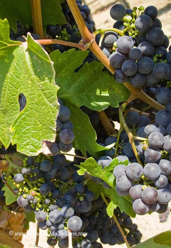 Sonoma wine country