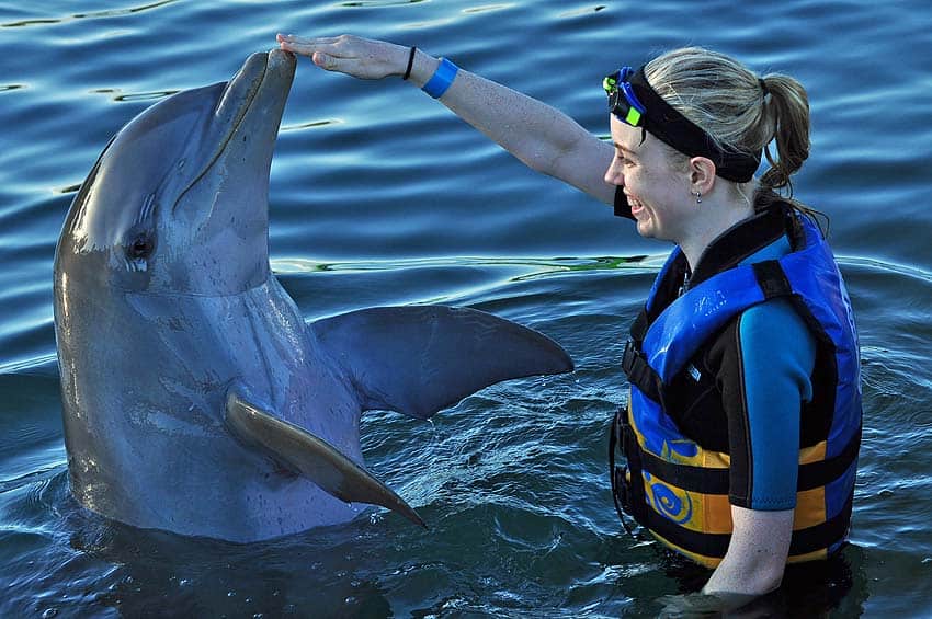 Swim with dolphins - touching a dolphin
