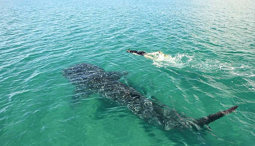 snorkel with whale sharks