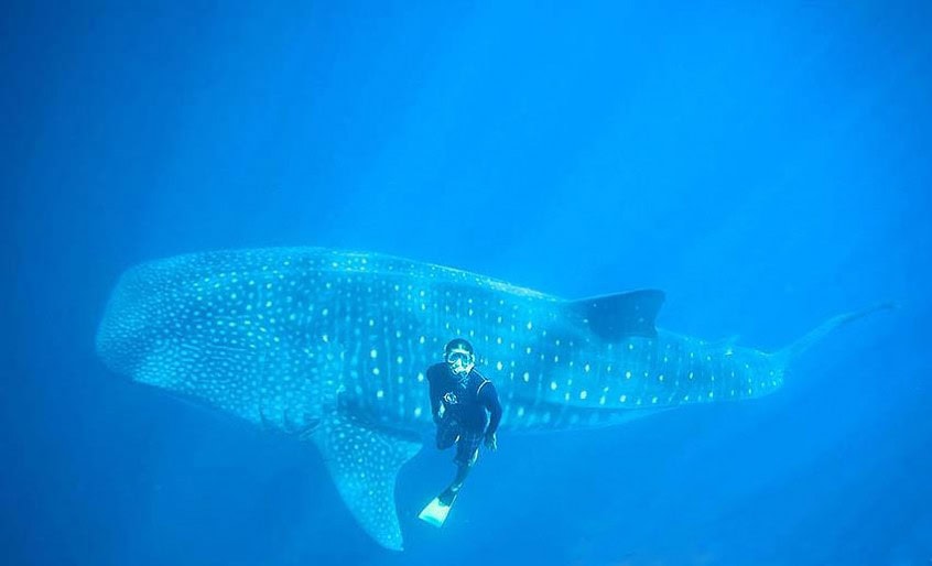 Swim With Whale Sharks in La Paz (Best 2024 Tours!)