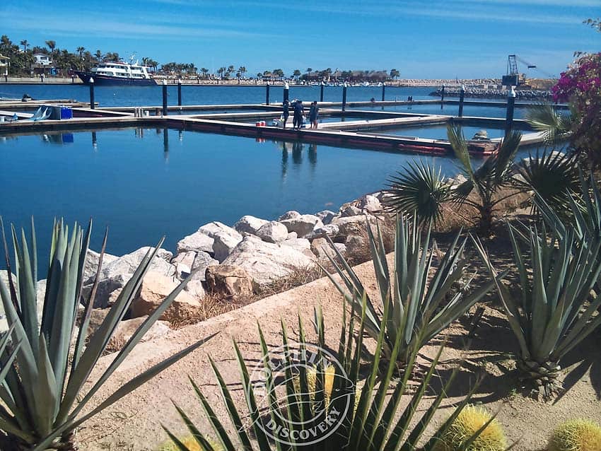 photo Dolphin Discovery Los Cabos