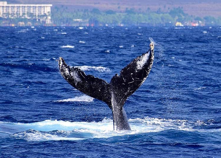 Whale watching is one of the fun water activities in Hawaii