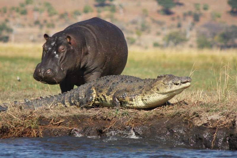 river cruising - African river safari
