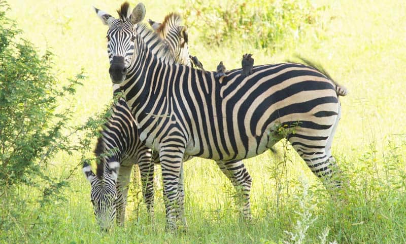 river cruising - zebras on African river safari