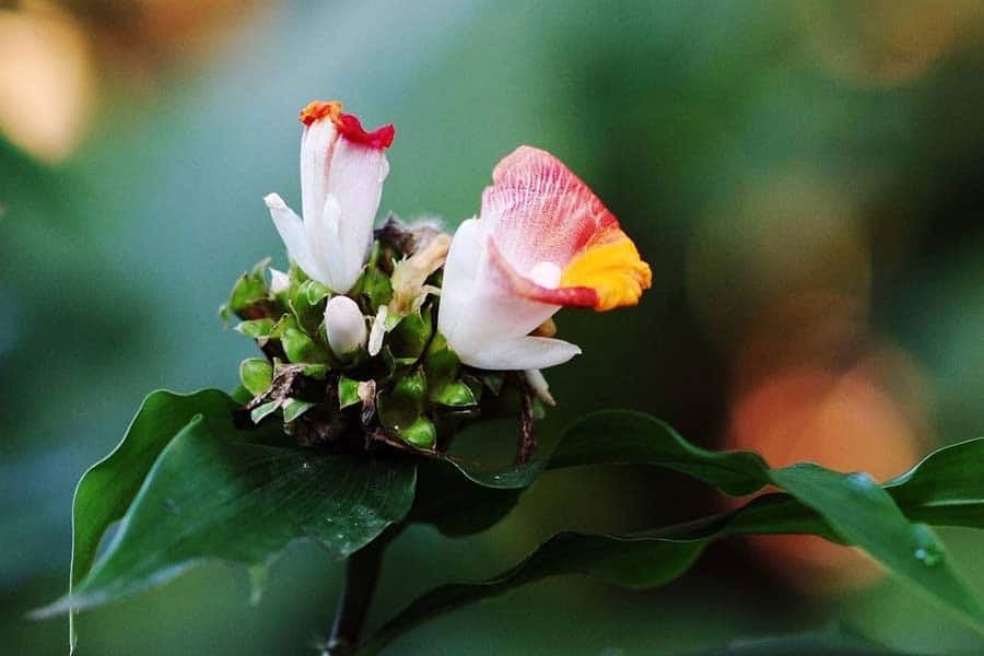 Visiting the Singapore Botanic Gardens