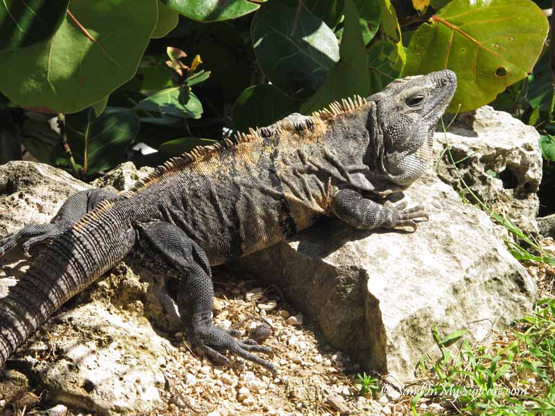 iguana - riviera maya