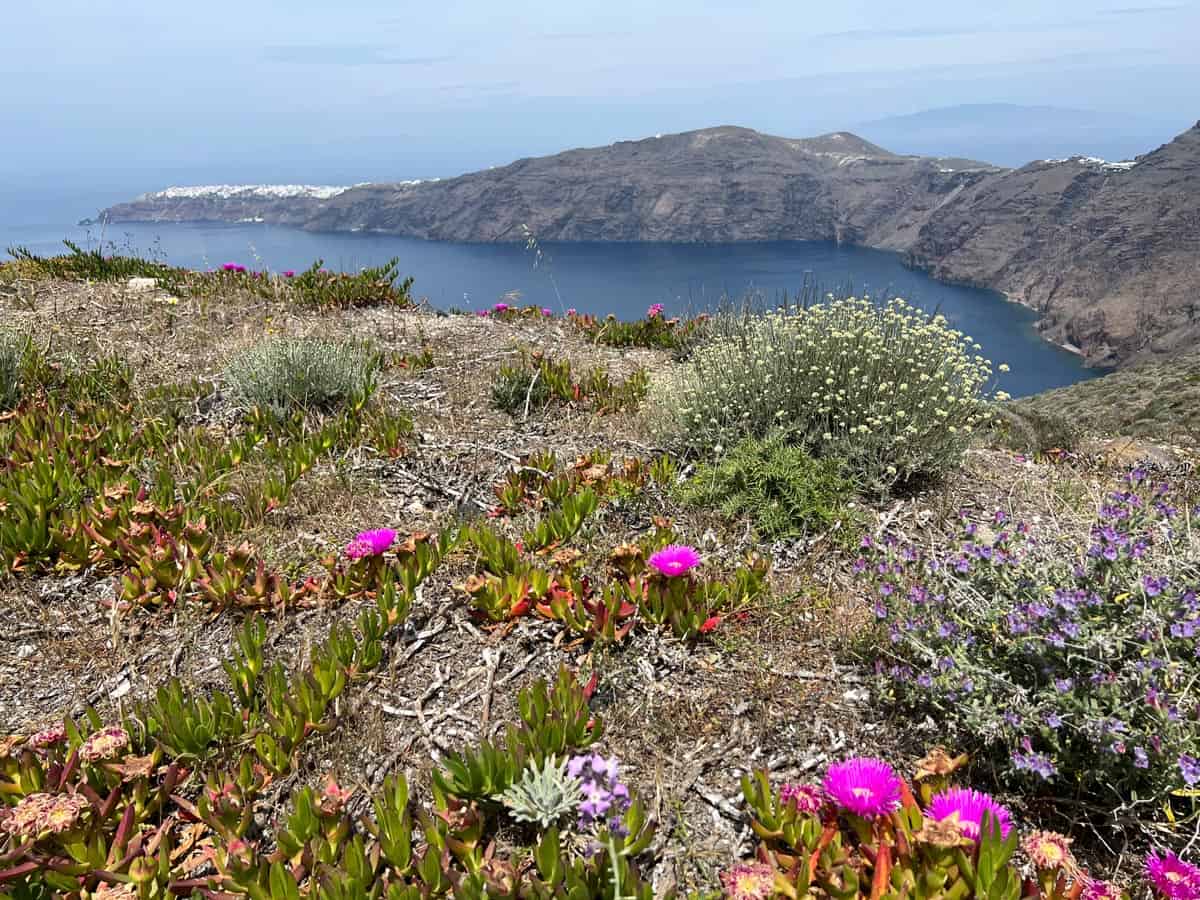 Purple wildflowers bloom on Santorini's cliffs