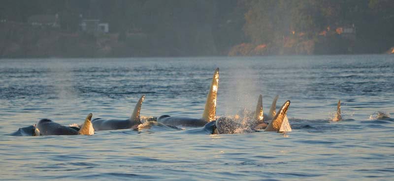 best city to visit in canada - whales