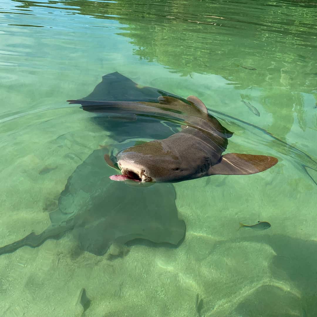 Harmless nurse shark in Bocas del Toro
