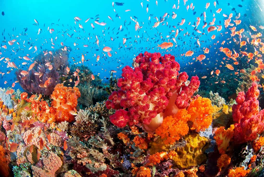 Colorful red and orange corals in Indonesia