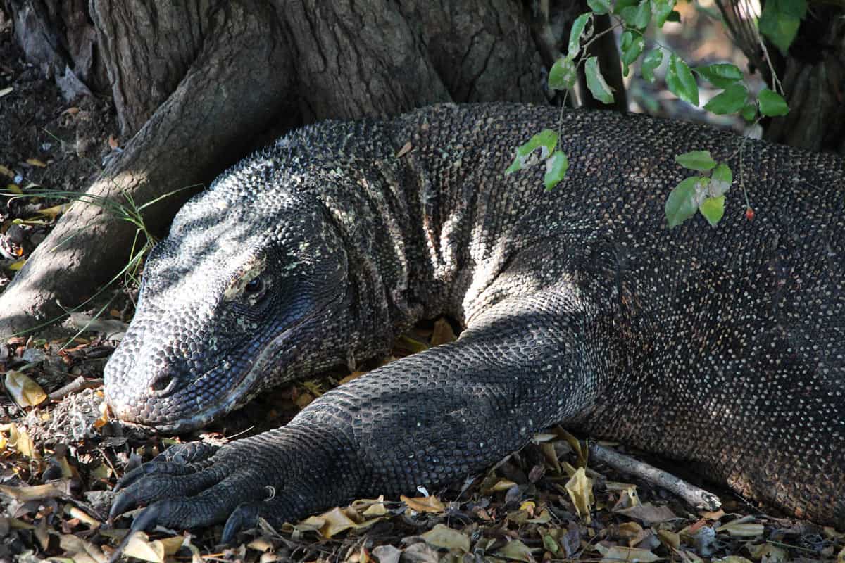 Komodon dragon in Indonesia
