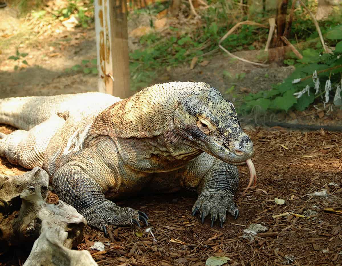 Brown and black Komodo dragon with its forked tongue
