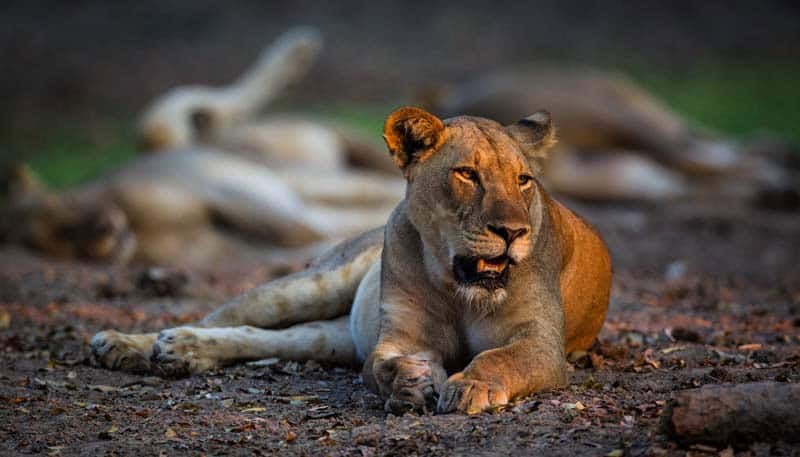 walking safari in zambia