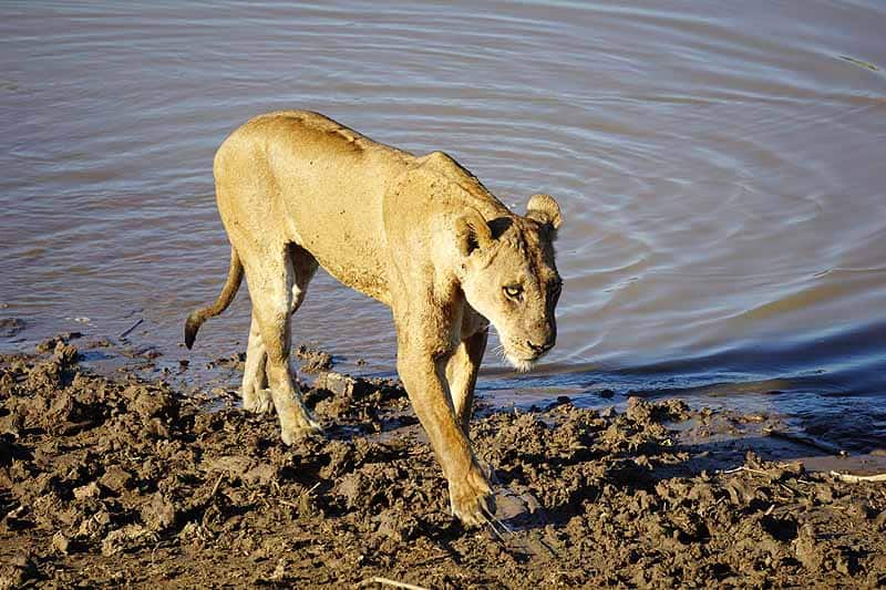 walking safari in Zambia