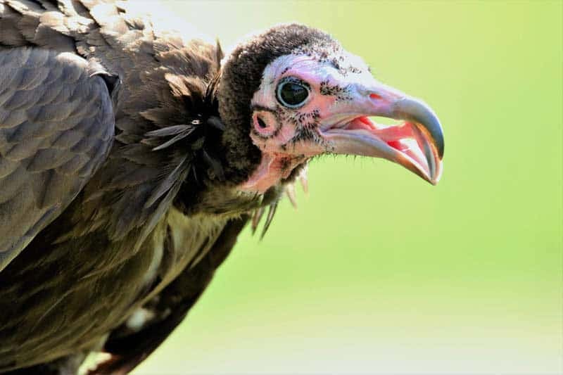 vulture feeding is one of the activities in victoria falls