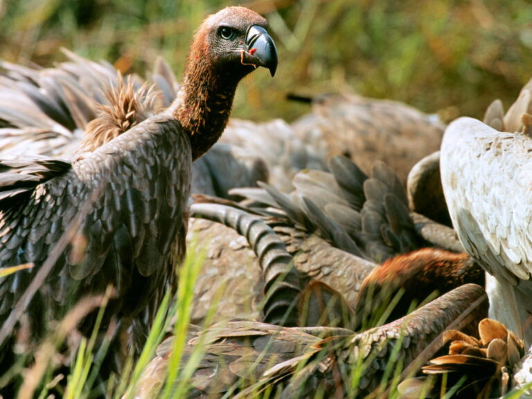 Vulture Feeding Victoria Falls