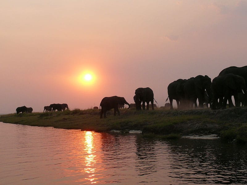 chobe safari - elephants