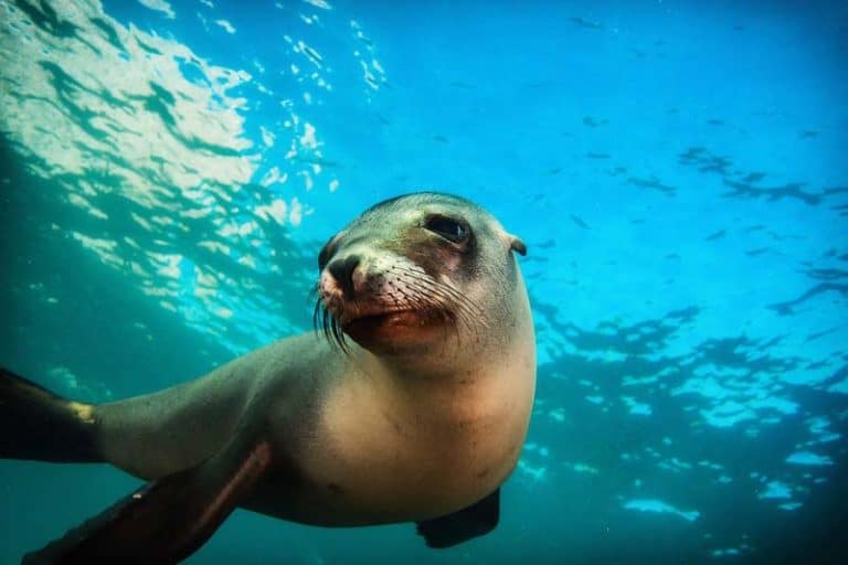 Scuba Diving in Cabo San Lucas An Underwater Wonder! Sand In My Suitcase