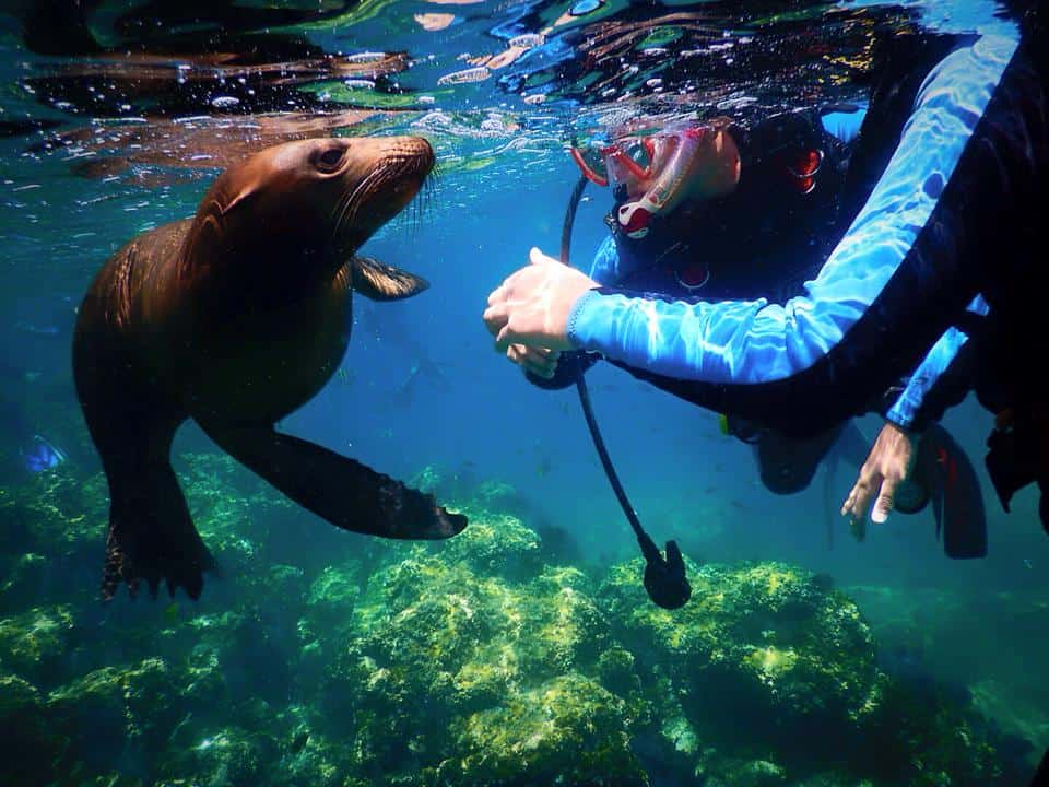 Scuba Diving In Cabo San Lucas: An Underwater Wonder! | Sand In My Suitcase