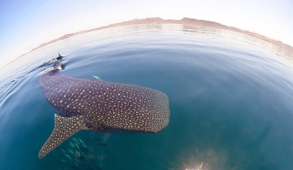Swim With Whale Sharks in La Paz, Mexico Wondrous! Sand In My Suitcase